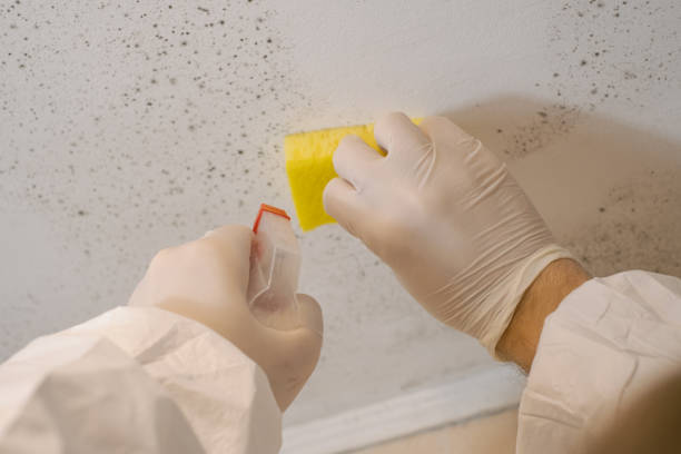  Level Green, PA Mold Removal Pros